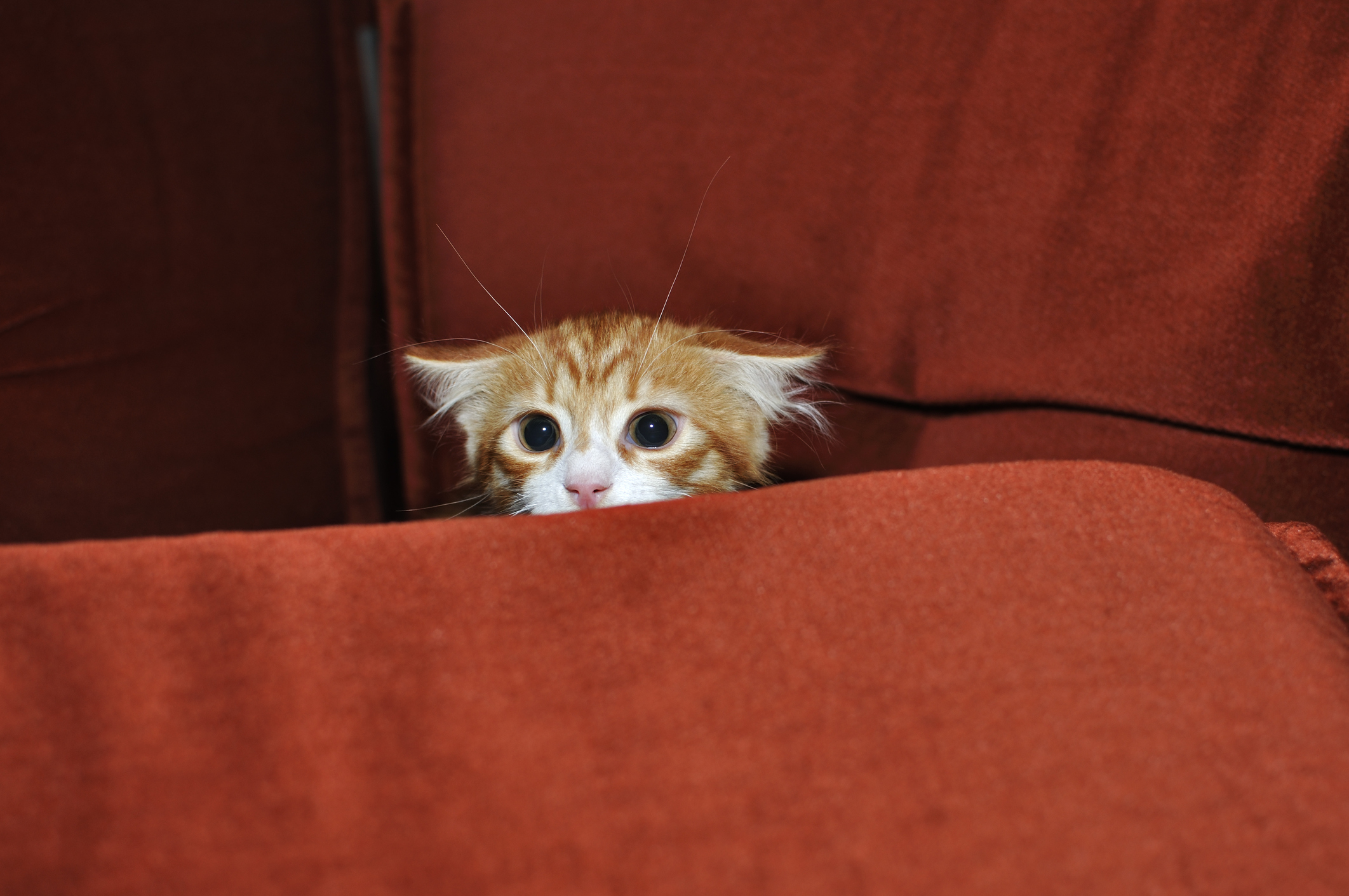 Кота тревога. Напуганный котенок. Испуганный рыжий котенок. Котенок испугался. Котенок боится.